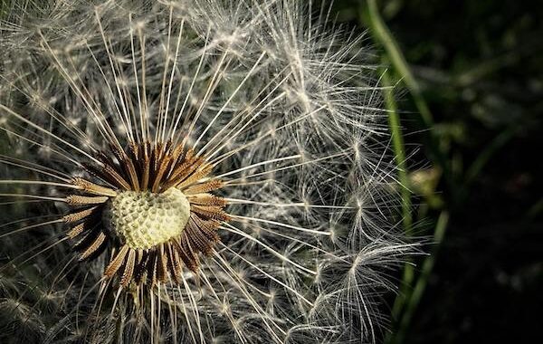 foto van hooikoorts pollen die je natuurlijk kunt behandelen